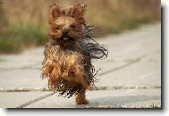 Hop a sk��u d�l ...